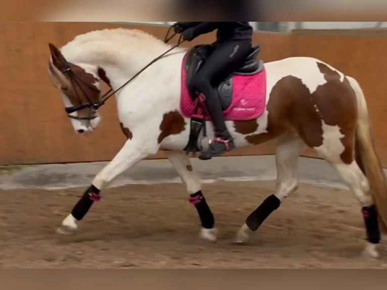 Barokowy pinto Klacz 6 lat 158 cm Srokata in Saarlouis