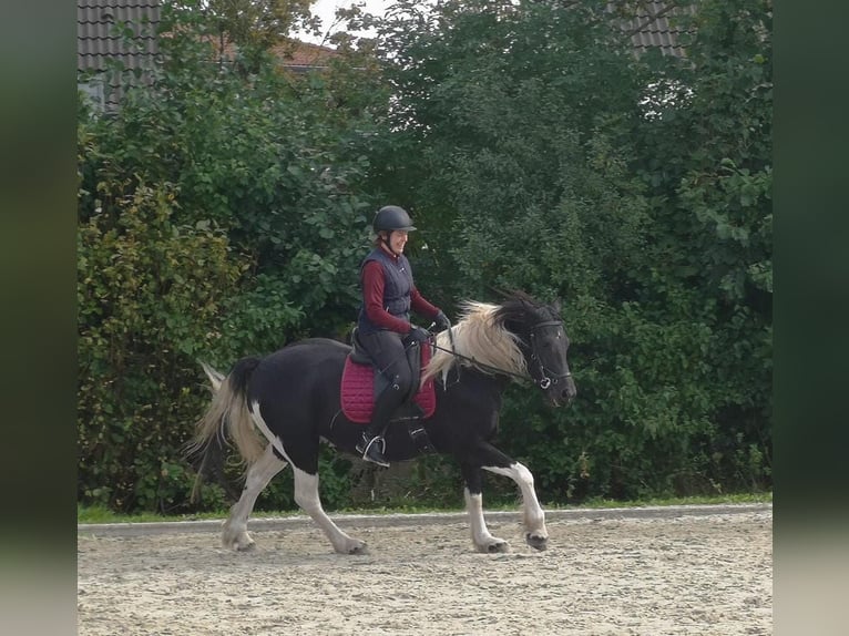 Barokowy pinto Klacz 6 lat 160 cm Srokata in Hensbroek