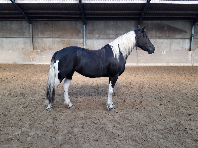Barokowy pinto Klacz 6 lat 160 cm Srokata in Hensbroek