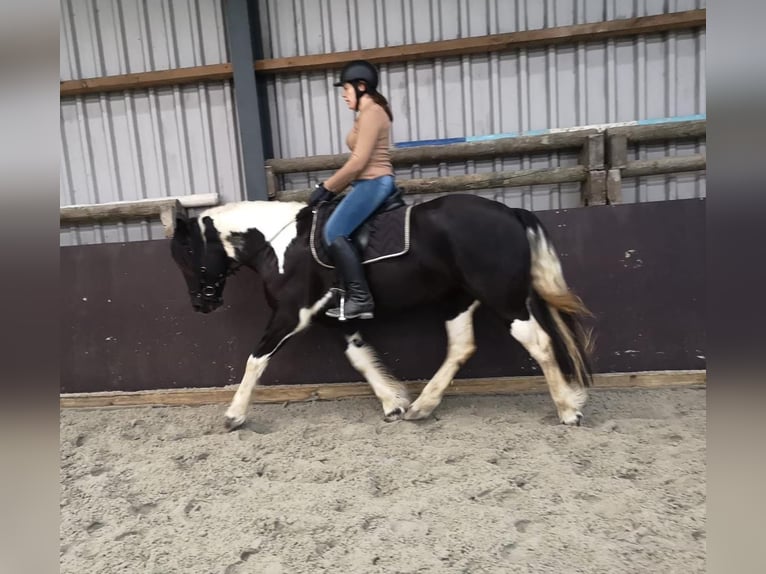 Barokowy pinto Klacz 6 lat 160 cm Srokata in Hensbroek