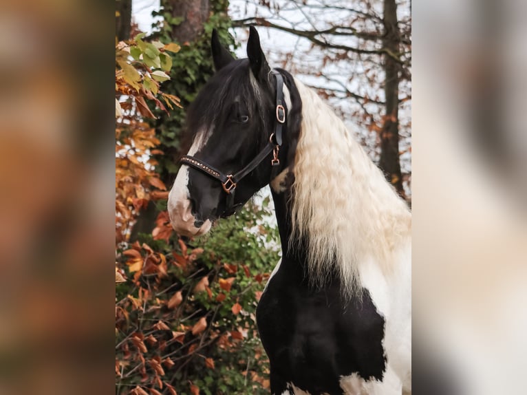 Barokowy pinto Klacz 6 lat 162 cm Srokata in Saarlouis