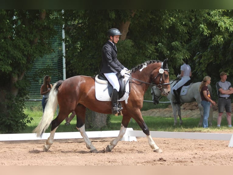 Barokowy pinto Klacz 7 lat 155 cm Srokata in Milzau