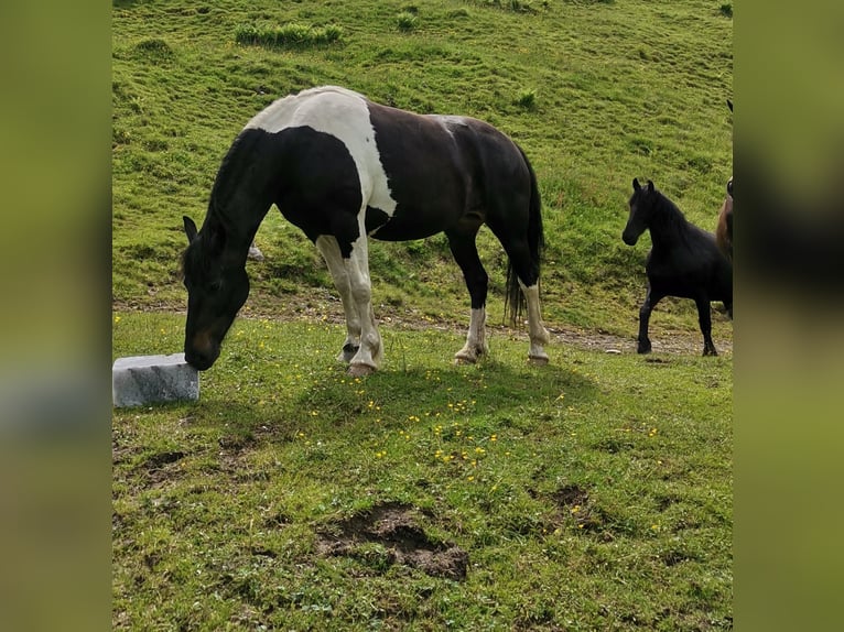 Barokowy pinto Klacz 7 lat 160 cm Srokata in Rauris