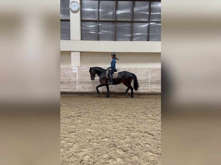 Barokowy pinto Klacz 7 lat 165 cm Ciemnokasztanowata in Andalusia