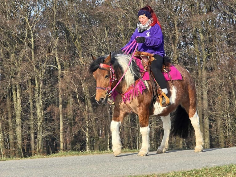 Barokowy pinto Klacz 8 lat 143 cm Srokata in Linkenbach