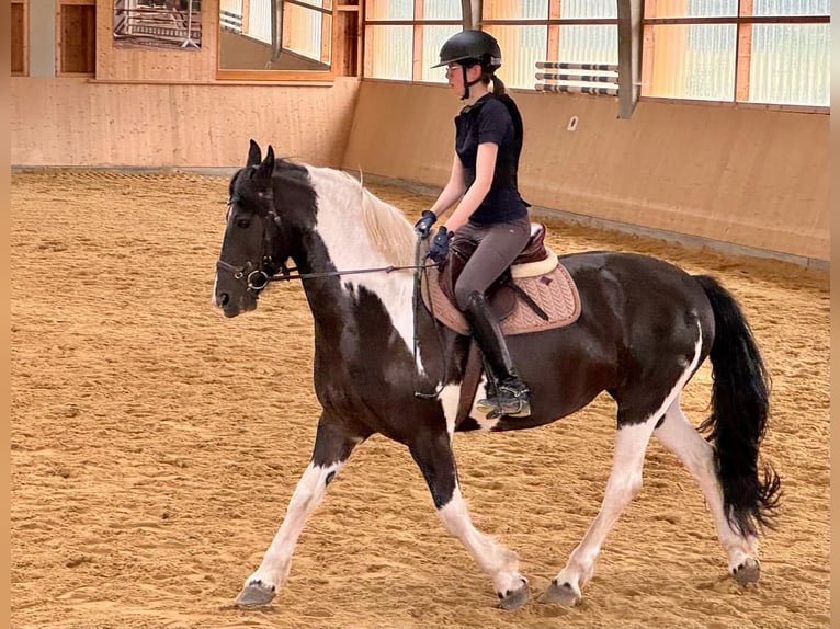 Barokowy pinto Klacz 8 lat 158 cm Srokata in Waakirchen