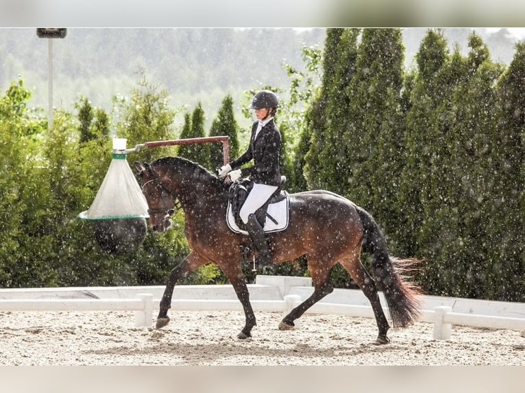Barokowy pinto Klacz 8 lat 165 cm Ciemnokasztanowata in Andalusia