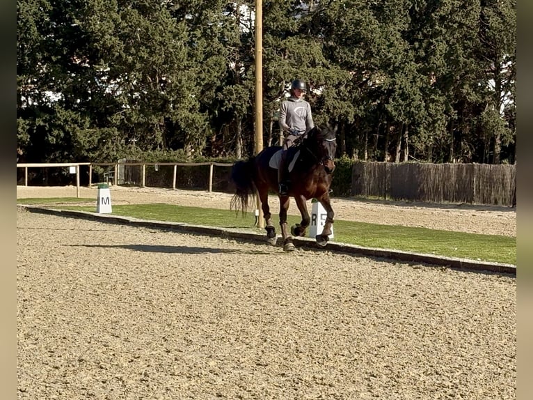 Barokowy pinto Klacz 8 lat 165 cm Ciemnokasztanowata in Andalusia