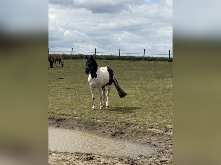Barokowy pinto Klacz 9 lat 161 cm Gniada in Schinveld