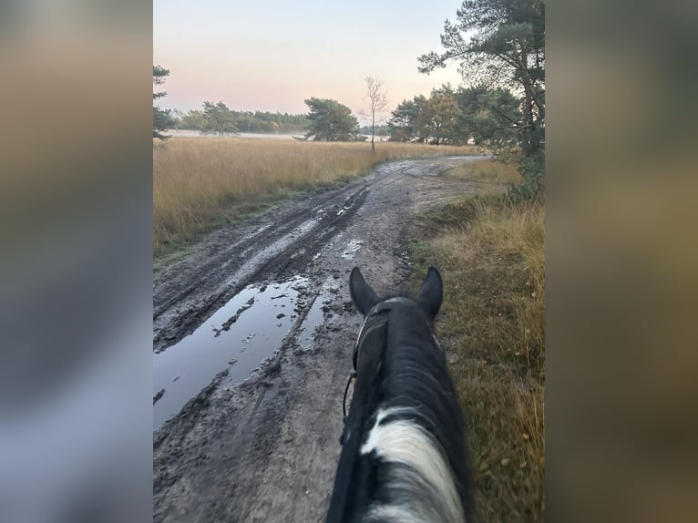 Barokowy pinto Klacz 9 lat 163 cm Srokata in Amerongen