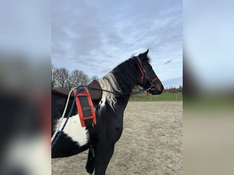 Barokowy pinto Klacz 9 lat 163 cm Srokata in Amerongen
