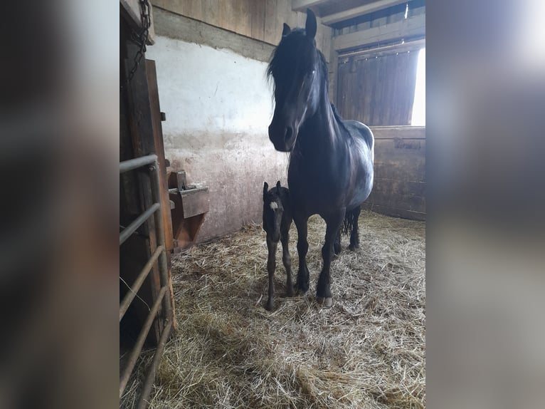 Barokowy pinto Klacz Źrebak (07/2024) 155 cm Kara in Arrach