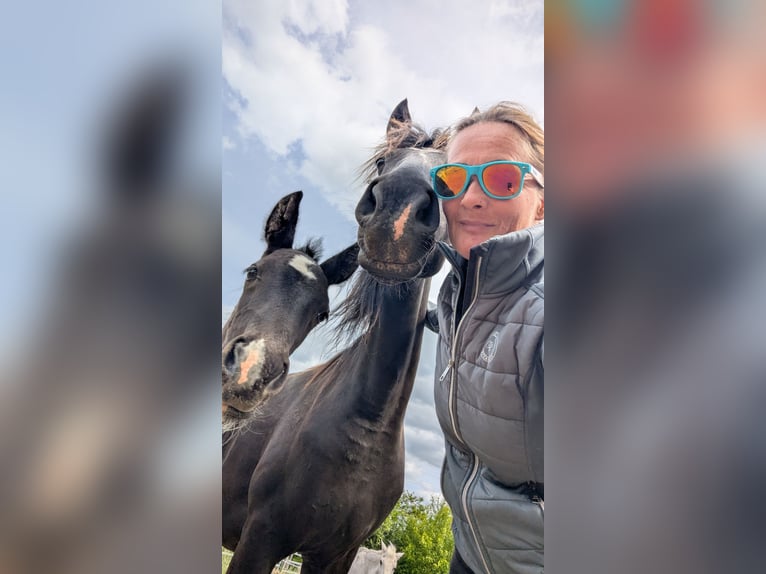 Barokowy pinto Klacz Źrebak (05/2025) 160 cm Srokata in Engen