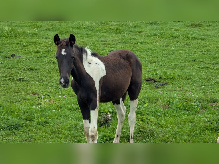 Barokowy pinto Klacz Źrebak (05/2025) 160 cm Srokata in Engen