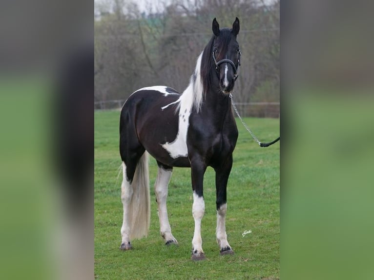 Barokowy pinto Ogier 12 lat 172 cm Tobiano wszelkich maści in Oosterzee