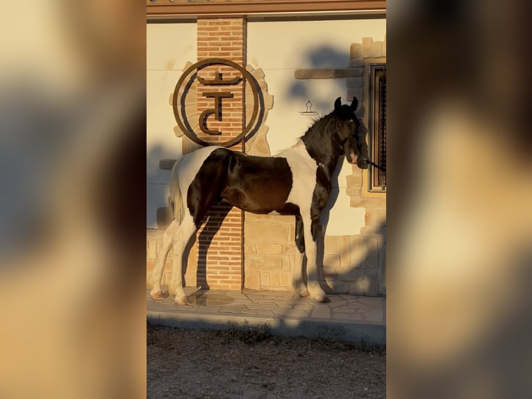 Barokowy pinto Ogier 1 Rok 154 cm Srokata in Colmenar de Oreja
