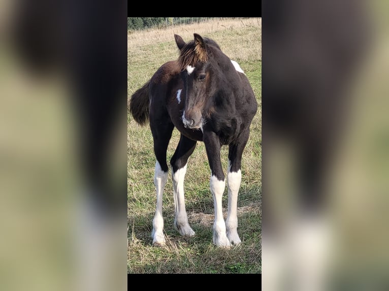 Barokowy pinto Ogier 1 Rok 155 cm  in Fellen