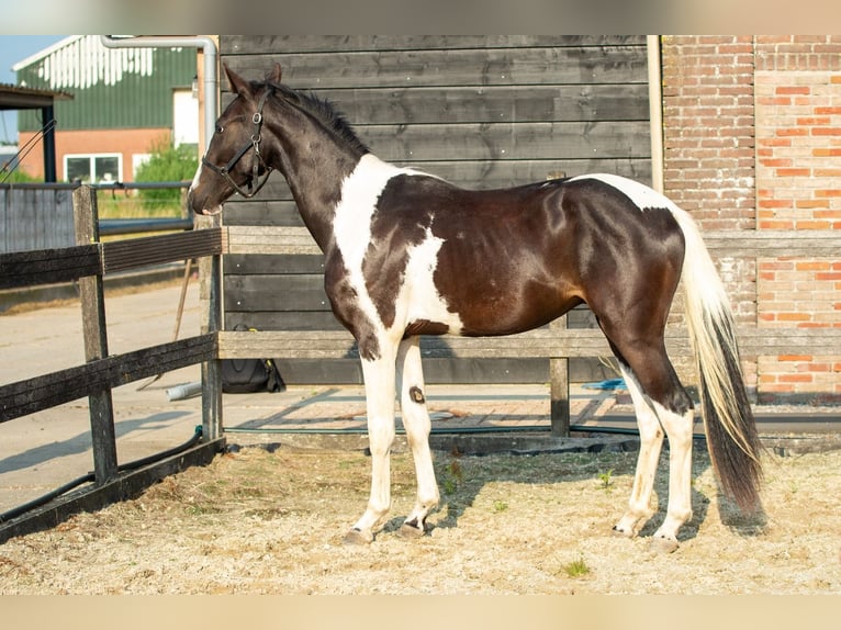 Barokowy pinto Mix Ogier 1 Rok 155 cm Tobiano wszelkich maści in Babyloni&#xEB;nbroek