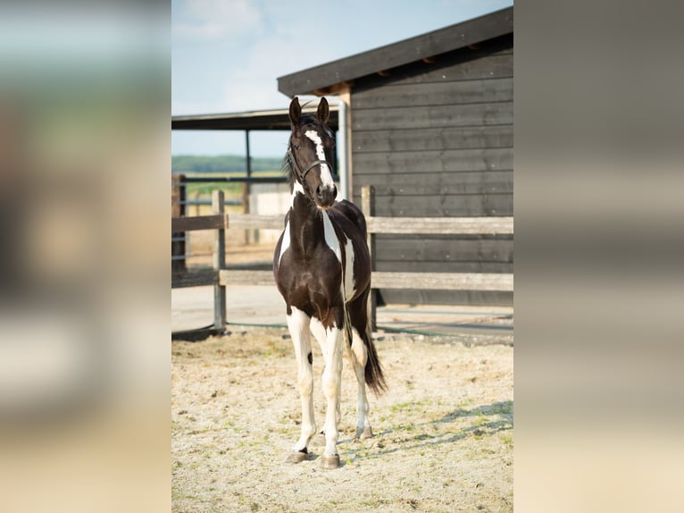 Barokowy pinto Mix Ogier 1 Rok 155 cm Tobiano wszelkich maści in Babyloni&#xEB;nbroek