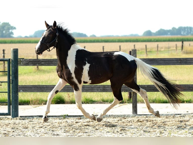 Barokowy pinto Mix Ogier 1 Rok 155 cm Tobiano wszelkich maści in Babyloni&#xEB;nbroek
