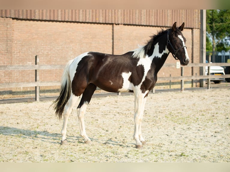 Barokowy pinto Mix Ogier 1 Rok 155 cm Tobiano wszelkich maści in Babyloni&#xEB;nbroek