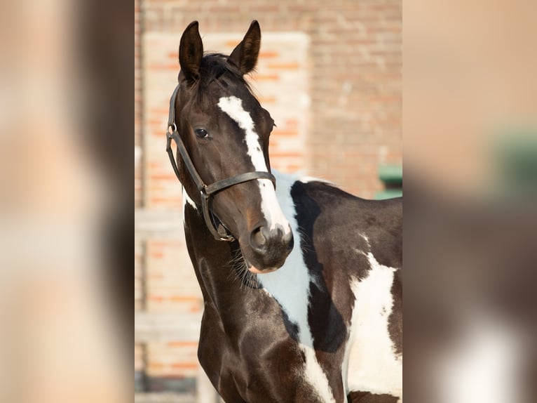 Barokowy pinto Mix Ogier 1 Rok 155 cm Tobiano wszelkich maści in Babyloni&#xEB;nbroek