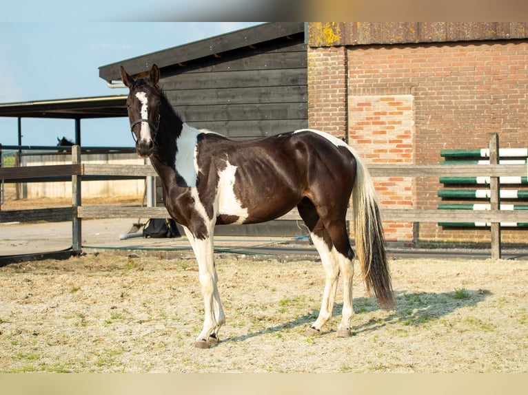 Barokowy pinto Mix Ogier 1 Rok 155 cm Tobiano wszelkich maści in Babyloni&#xEB;nbroek