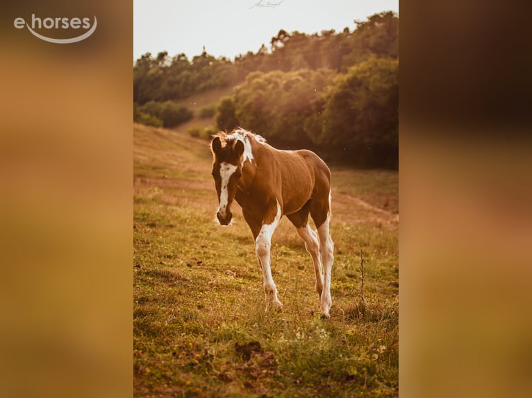 Barokowy pinto Ogier 1 Rok 164 cm Overo wszelkich maści in Engen