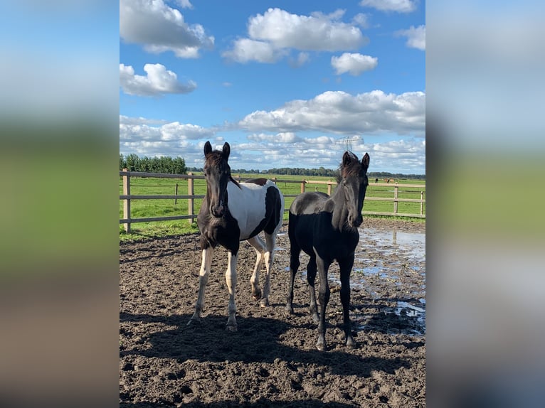 Barokowy pinto Ogier 1 Rok Kara in Gasselternijveen