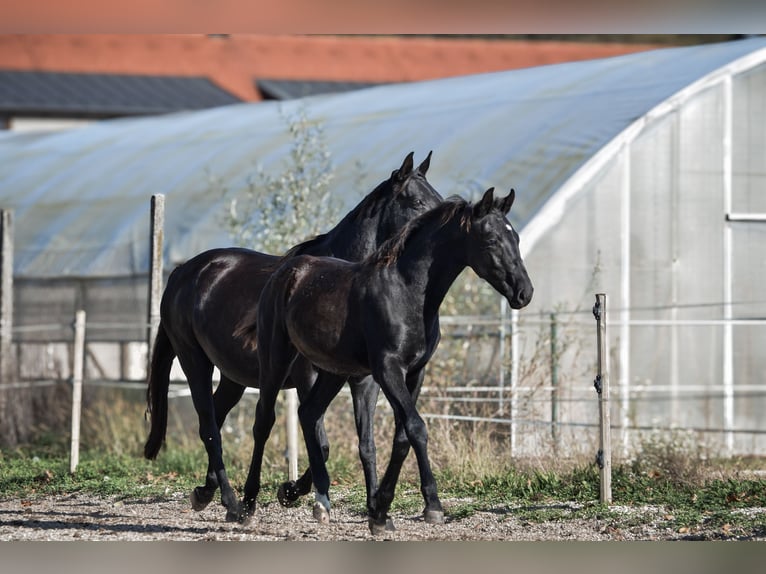 Barokowy pinto Ogier 1 Rok Kara in Ptuj