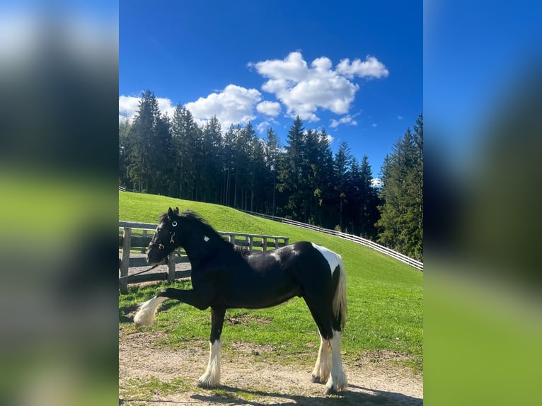 Barokowy pinto Mix Ogier 1 Rok in Bischofshofen