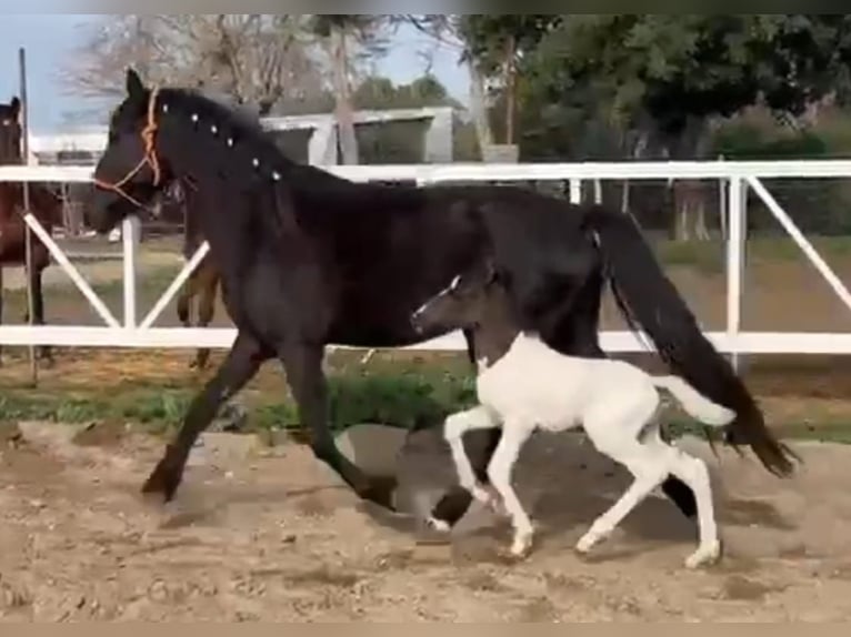 Barokowy pinto Mix Ogier 1 Rok Srokata in Chiclana de la Frontera