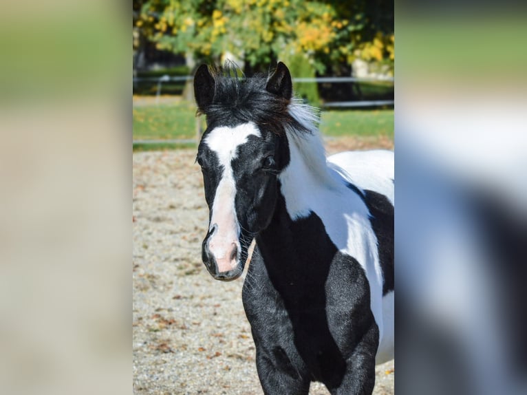 Barokowy pinto Ogier 1 Rok Tobiano wszelkich maści in Ptuj