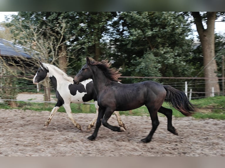 Barokowy pinto Ogier 2 lat 158 cm Srokata in Tzummarum