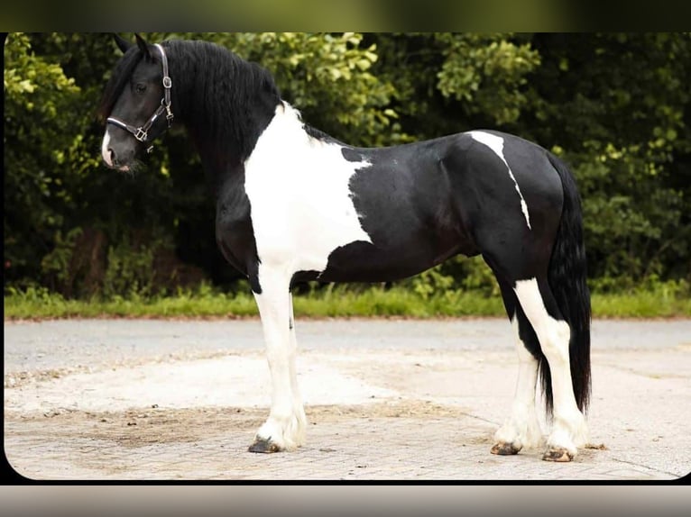 Barokowy pinto Ogier 2 lat 161 cm Srokata in Poeldijk