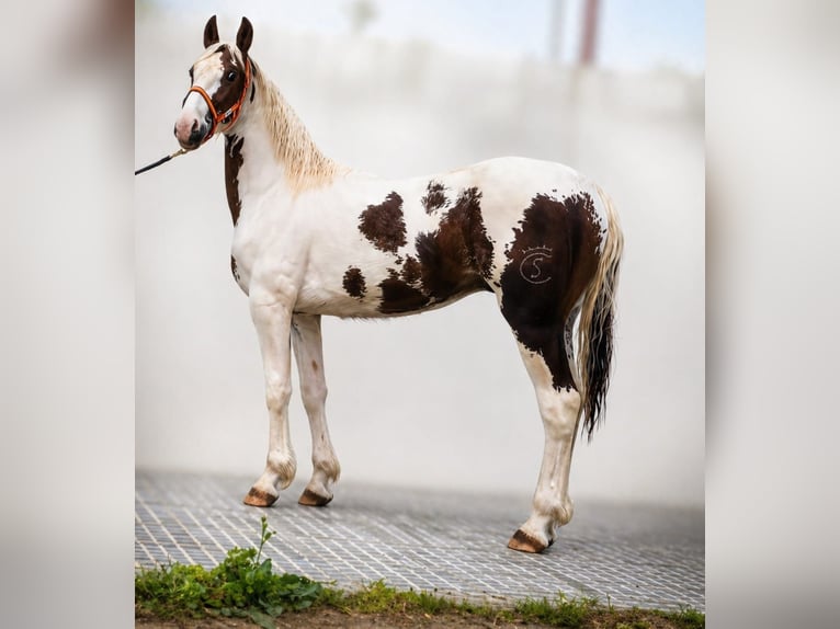 Barokowy pinto Ogier 2 lat 164 cm Sabino in Melle