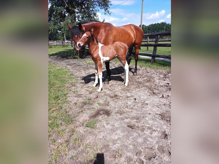 Barokowy pinto Mix Ogier 2 lat 165 cm Srokata in Südlohn