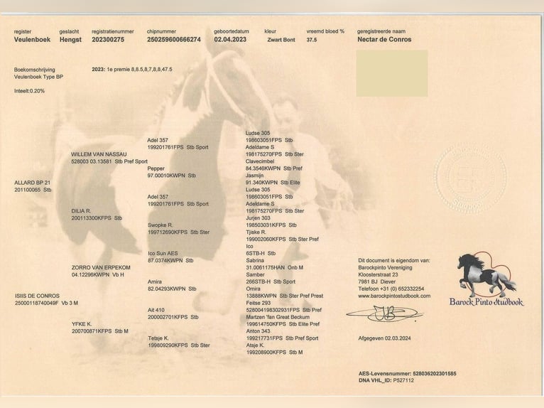 Barokowy pinto Ogier 2 lat Tobiano wszelkich maści in YgrandeBourbon larchambault