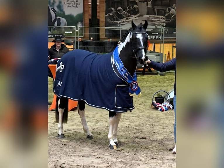 Barokowy pinto Ogier 3 lat 160 cm Srokata in Velbert