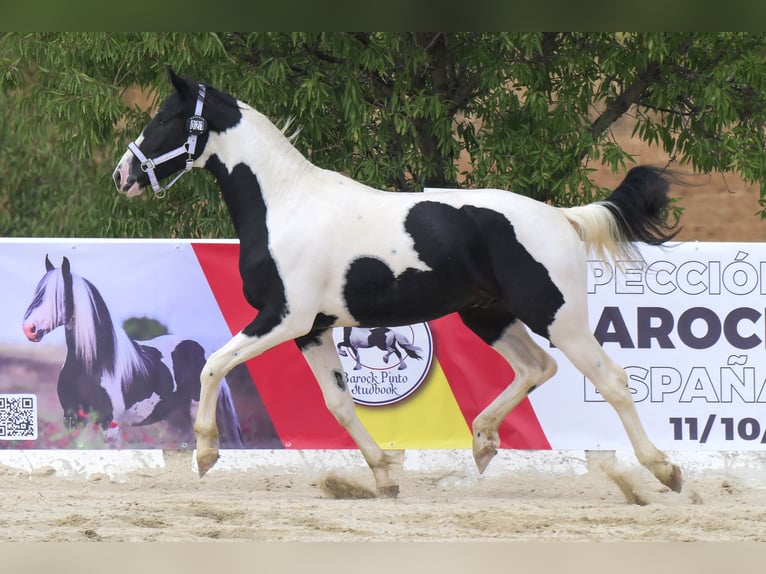 Barokowy pinto Ogier 3 lat 166 cm Tobiano wszelkich maści in Colmenar de Oreja