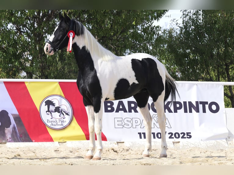 Barokowy pinto Ogier 3 lat 166 cm Tobiano wszelkich maści in Colmenar de Oreja