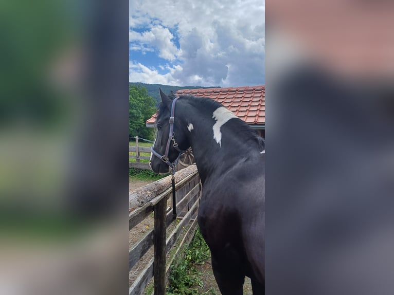 Barokowy pinto Ogier 4 lat 161 cm Srokata in Gmünd