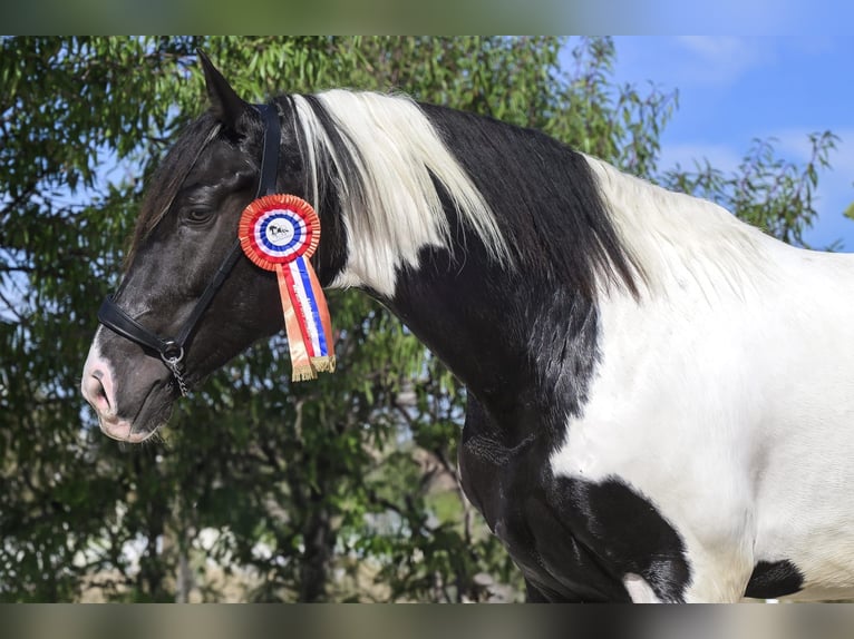 Barokowy pinto Ogier 4 lat 170 cm Tobiano wszelkich maści in Colmenar de Oreja