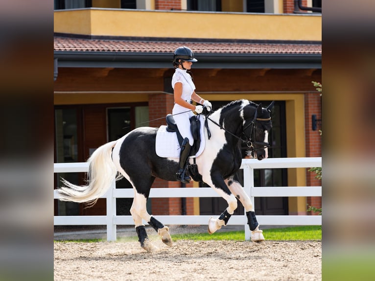 Barokowy pinto Ogier 4 lat 171 cm Srokata in Bergamo