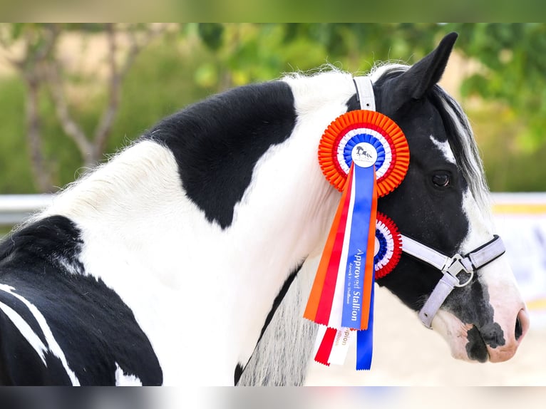Barokowy pinto Ogier 6 lat 161 cm Tobiano wszelkich maści in Balcon Del Tajo (Urbanizacion)Colmenar de Oreja