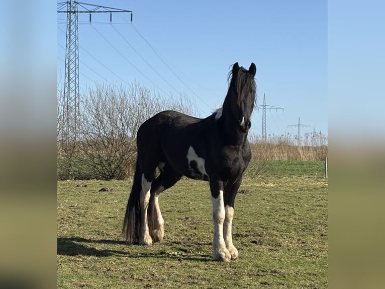 Barokowy pinto Ogier Kara in Wittmund