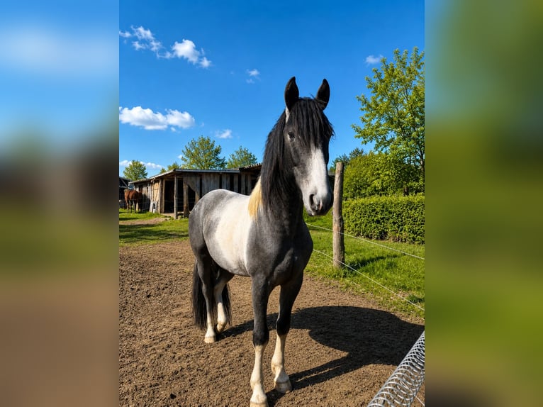 Barokowy pinto Ogier Tobiano wszelkich maści in Brilon