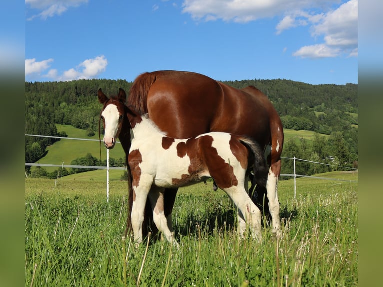Barokowy pinto Ogier  165 cm Srokata in Lassing