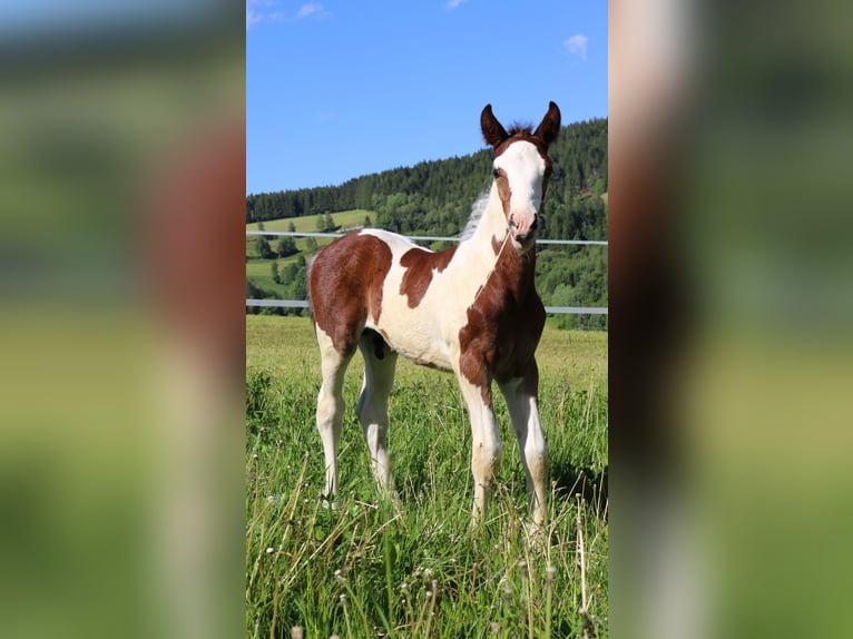 Barokowy pinto Ogier  165 cm Srokata in Lassing
