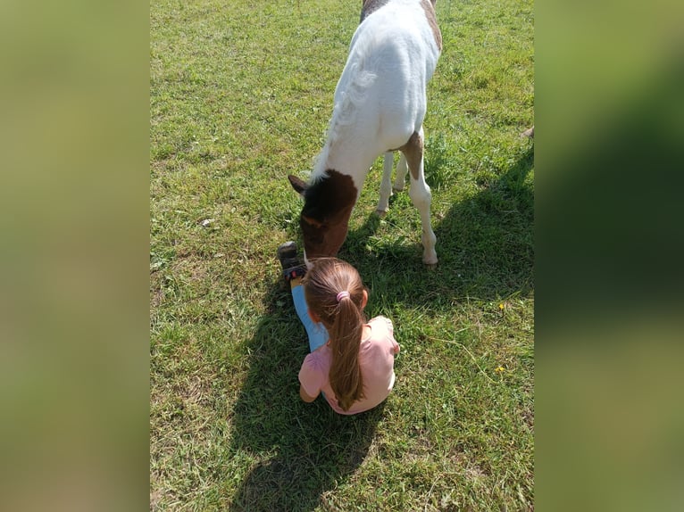 Barokowy pinto Ogier  165 cm Srokata in Artziniega